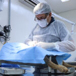 Castrações gratuitas em São Paulo crescem 11% e promovem bem-estar de cães e gatos