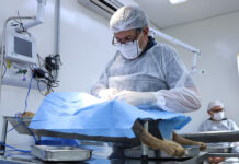 Castrações gratuitas em São Paulo crescem 11% e promovem bem-estar de cães e gatos