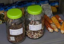 Biblioteca de Sementes fortalece agricultura urbana e produção sustentável em São Paulo