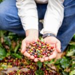 São Paulo produz até 6 milhões de sacas de café por ano e aposta em inovação no setor