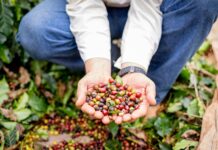 São Paulo produz até 6 milhões de sacas de café por ano e aposta em inovação no setor