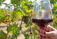 São Paulo concentra 26% do consumo de vinho no Brasil e fortalece mercado de enoturismo