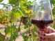 São Paulo concentra 26% do consumo de vinho no Brasil e fortalece mercado de enoturismo